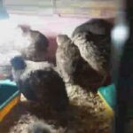 quails for sale