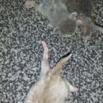 kittens for sale