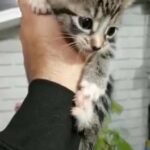 bengal kittens ready