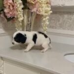one little boy cocker spaniel