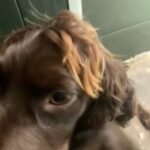 cocker spaniel