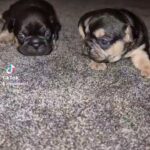 frenchbull dogs