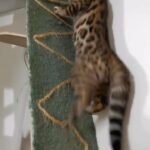 Pure Bengal Kitten