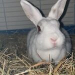 Female Rex Rabbit