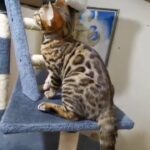Tyson Pure Bengal