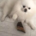 KC registered white Pomeranian for Stud