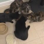 FIRST LITTER KITTENS