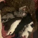 Rare Blue Merle & Mixed Toy Poodle Puppies - Extensive Health Tests