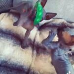 sphynx boys available