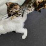 TICA REGISTERED PURE BENGAL KITTENS