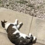 Beautiful Bengal cat for sale