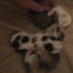 4 kittens
