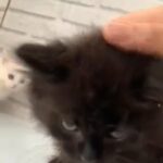 British long hair kittens now ready