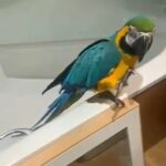 2 YEARS OLD FEMALE MACAW