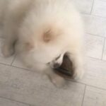 Kc registered White Pomeranian for Stud services
