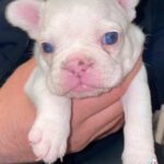 french bulldogs