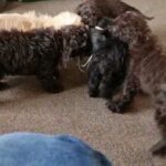 cockapoos