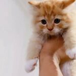 Persian Long Hair Ginger and White Kitten