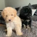 Miniature Poodle girl pups off Health Tested parents