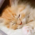 Persian Long Hair Ginger and White kitten