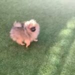 stunning Pomeranian bitch available