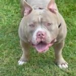 AMERICAN BULLY MALE.