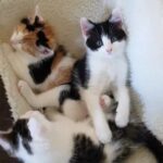 X-Siberian kittens