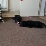 German Shepherd pups x2 £800 each