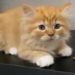 Persian Long Hair Ginger and White kitty