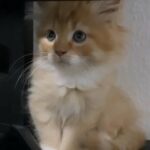 Persian Long Hair Ginger and White Kitten