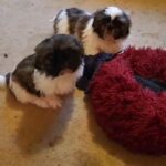 Shih Tzu Pups seeking their forever homes