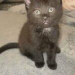 1 half rag doll mixed kitten left