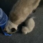 kittens for sale