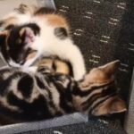 Kitten for sale