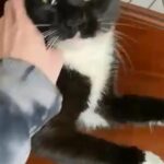Russian blue Shorthair cross Kittens (Homes needed asap)