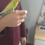 fully tame budgies