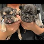 kc french bulldogs