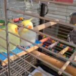 Sunny, Charlie,  Peppa  parrot cage + all accessories