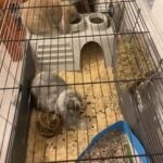 Bonded French lop bunnies needing new home ASAP !
