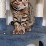 Bengal Boy