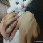 gorgeous kittens