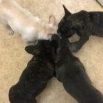 KC registered French Bulldog puppies