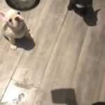 KC registered French Bulldog puppies