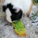 £ 20 Guinea pig