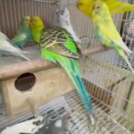 Young and Adult budgies for sale