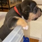 American bully black tri boy