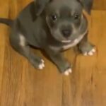 American bully blue tri boy