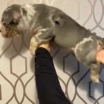 American bully blue tri Merle male