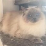Beautiful tica registered blue point girl