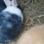 Lovely litter of beautifully marked baby lop rabbits, ready 18th of December